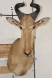 LICHTENSTEIN'S HARTEBEEST Shoulder Mount