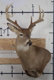 9-Point WHITETAIL DEER Wall Pedestal