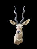 Huge LESSER KUDU Shoulder Mount with Record Book Horns