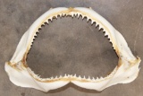 Big SHARK Jaws with Rows of Razor Sharp Teeth