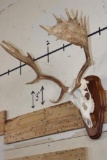 FALLOW DEER Skull on a Wooden Plaque
