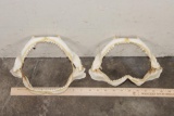 (2) SHARK Jaws (ONE$)