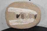 5 Authentic MOSOSAUR TEETH Fossils in a Reproduction Jaw and Rock Matrix