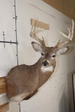 10-Point WHITETAIL DEER Shoulder Mount