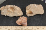 (3) MOSASAUR TEETH in their SANDSTONE Matrices (ONE$)
