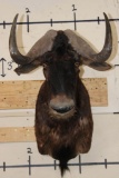 BLACK WILDEBEEST Shoulder Mount