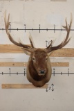 12-Point ELK Shoulder Mount with Removable Antlers