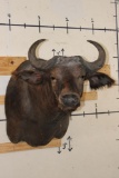 Young CAPE BUFFALO Shoulder Mount