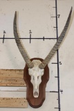 WATERBUCK Skull on a Wooden Plaque