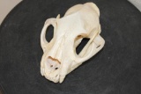MOUNTAIN LION or COUGAR Skull with All its Teeth