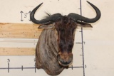 BLUE WILDEBEEST Shoulder Mount