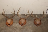 (3) WHITETAIL DEER Antler Racks on Wooden Plaques (ONE$)