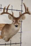 9-Point WHITETAIL DEER Shoulder Mount with a Heavy Rack