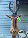 RED HARTEBEEST Shoulder Mount