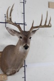 10-Point WHITETAIL DEER Shoulder Mount Looking slightly to the Right