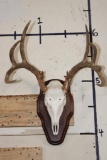 11-Point WHITETAIL DEER Skull on a Wood Plaque