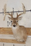 12-Point WHITETAIL DEER Shoulder Mount