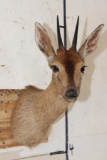 COMMON DUIKER Shoulder Mount