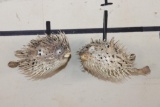 (2) BALLOONFISH aka 