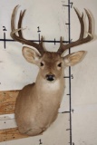 10-Point WHITETAIL DEER Shoulder Mount