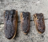 (3) ALLIGATOR Heads with All the Teeth and Glass Eyes (ONE$)