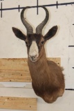 CHOCOLATE SPRINGBOK Shoulder Mount