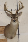 10-Point WHITETAIL DEER Shoulder Mount