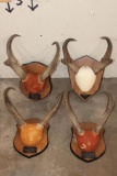 (4) Sets of Mounted PRONGHORNS on Wooden Plaques (ONE$)