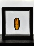 Authentic 10.3 ct Myanmar AMBER Fossil Resin with a Horsefly Inclusion