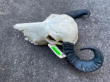 Asian WATER BUFFALO Skull