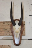 NILE BUSHBUCK Partial Skull on a Wood Plaque