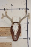 8-Point WHITETAIL DEER Skull on a Wooden Plaque