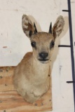 GRYSBOK Shoulder Mount