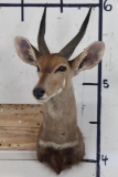 BUSHBUCK Shoulder Mount