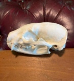 Large NORTH AMERICAN BADGER Skull with All its Teeth