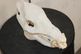 JAVELINA Skull