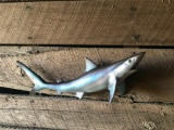 *New in the Box* Reproduction SAND SHARK Fish Mount