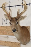 8-Point BLACK TAIL DEER Shoulder Mount