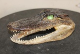 Baby ALLIGATOR Head with Marble Eyes