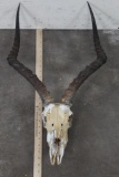 IMPALA Skull
