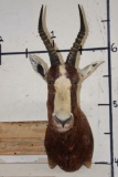 *TEXAS RESIDENTS ONLY* BONTEBOK Shoulder Mount