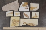 (9) FISH FOSSIL Fragments, Weight: 4lbs 4oz (ONE$)