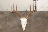 12-Point WHITETAIL DEER Skull with All its Teeth