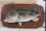 Real Skin LARGE MOUTH BASS on a Wooden Plaque