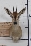 COMMON DUIKER Shoulder Mount