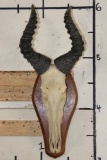 Big Heavy Horned RED HARTEBEEST Skull on a Wooden Plaque