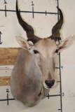 ELAND Shoulder Mount