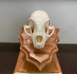 BOBCAT Skull with All its Teeth on an Oak Wood Pedestal Display