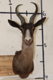CHOCOLATE SPRINGBOK Shoulder Mount