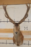 16-Point RED STAG Shoulder Mount